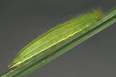 L. achine